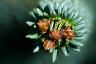 Abies pinsapo 'Argentea' - jedle španělská - pupen